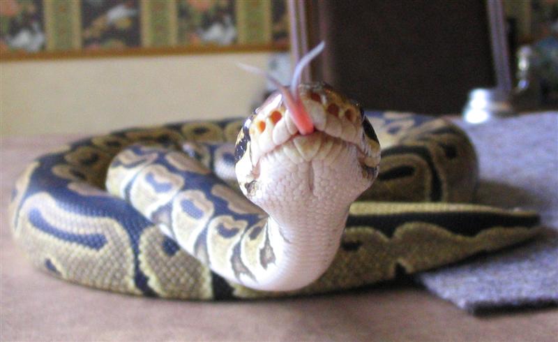 bp