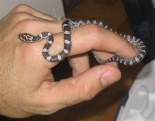 hatchling corn snake