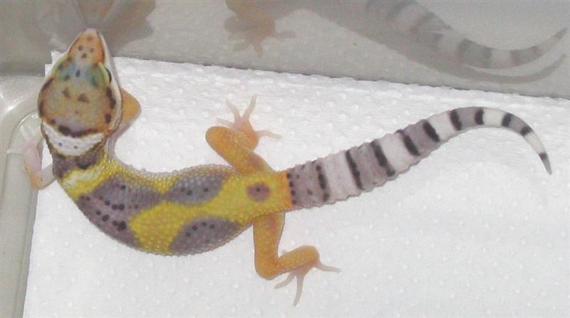 super hypo carrottail baby
