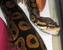 ball python eating