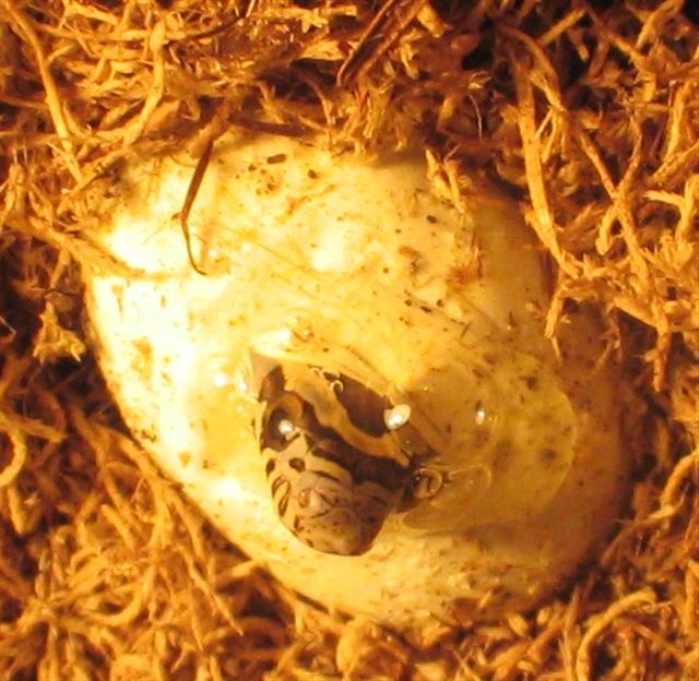 corn snake in egg