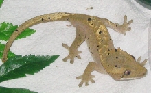 crested gecko