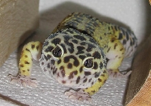 Crookshank Smiling