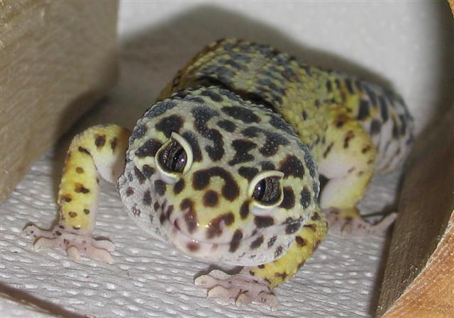 Crookshank Smiling