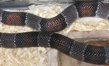 close up of his skin