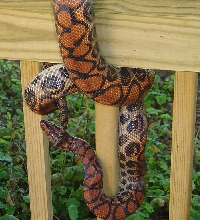 4 year old Peruvian Rainbow male