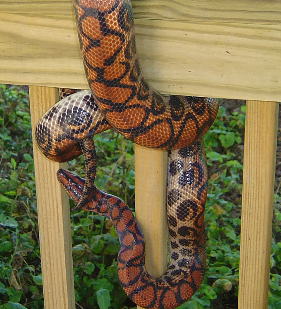 4 year old Peruvian Rainbow male