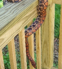 4 year old Peruvian Rainbow male