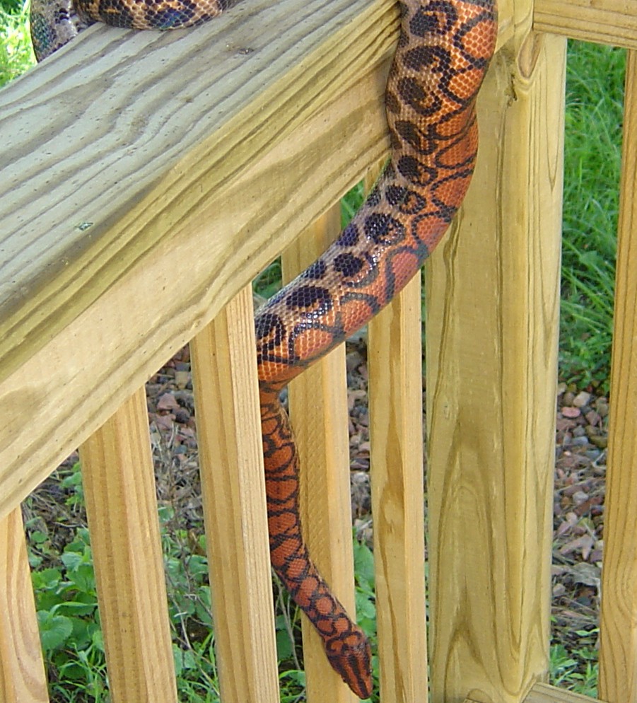4 year old Peruvian Rainbow male