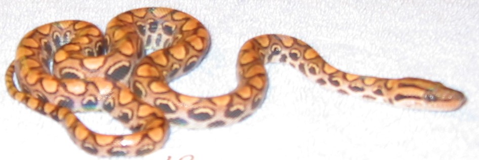 Peruvian Rainbow  #10 - Female