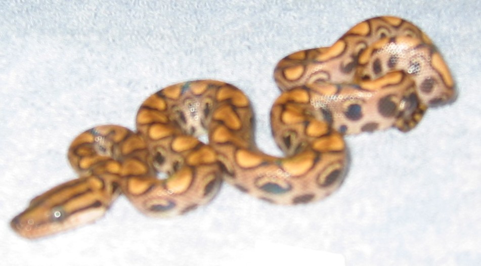 Peruvian Rainbow  #12 - Female
