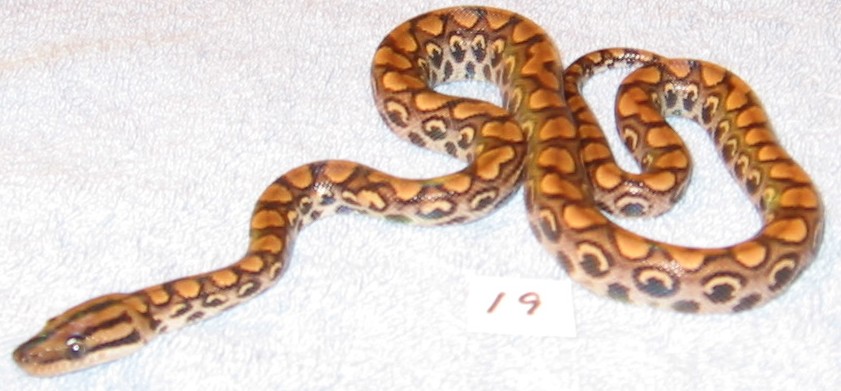 Peruvian Rainbow #14 - Female