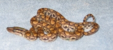 Peruvian Rainbow #16 - Female