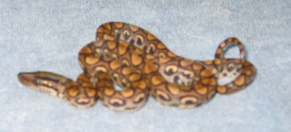 Peruvian Rainbow #16 - Female