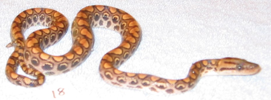Peruvian Rainbow  #18 - Female