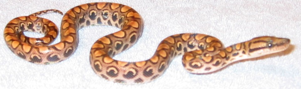 Peruvian Rainbow  #19 - Female