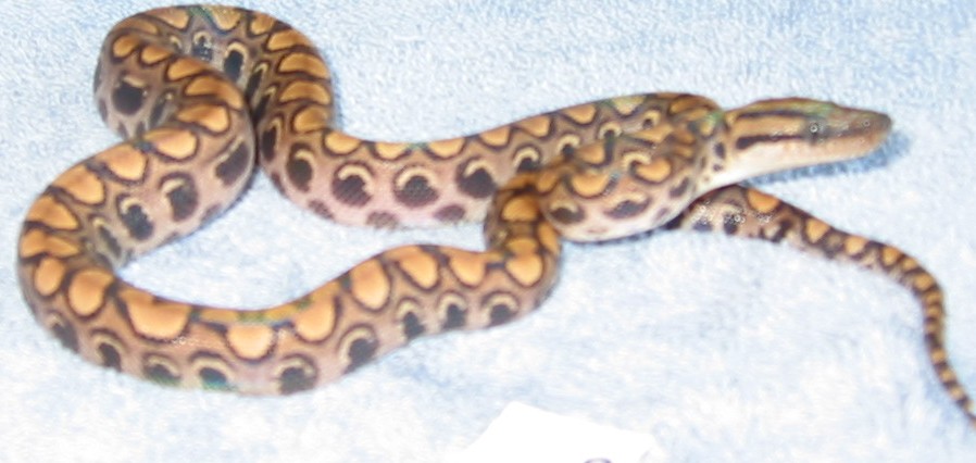Peruvian Rainbow  #8 - Female