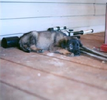 Dakota/G.Shepard/St. Bernard
