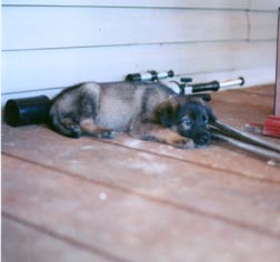 Dakota/G.Shepard/St. Bernard