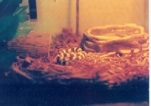 Cali King Snake
