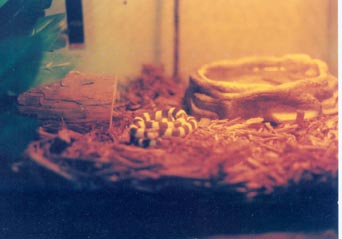 Cali King Snake