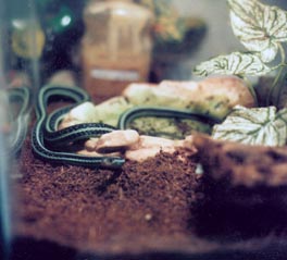 {Blue phase} Ribbon snake