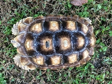 SULCATA TORTOISE