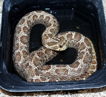 Normal Female