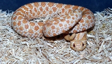 Albino Male