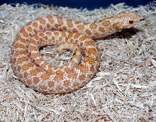 Albino Male