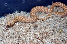 Albino Male