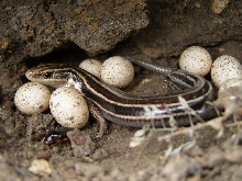 Mother Skink