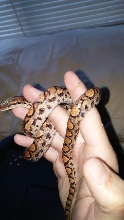 Male A: "Chita"