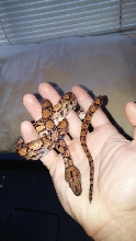 Chita