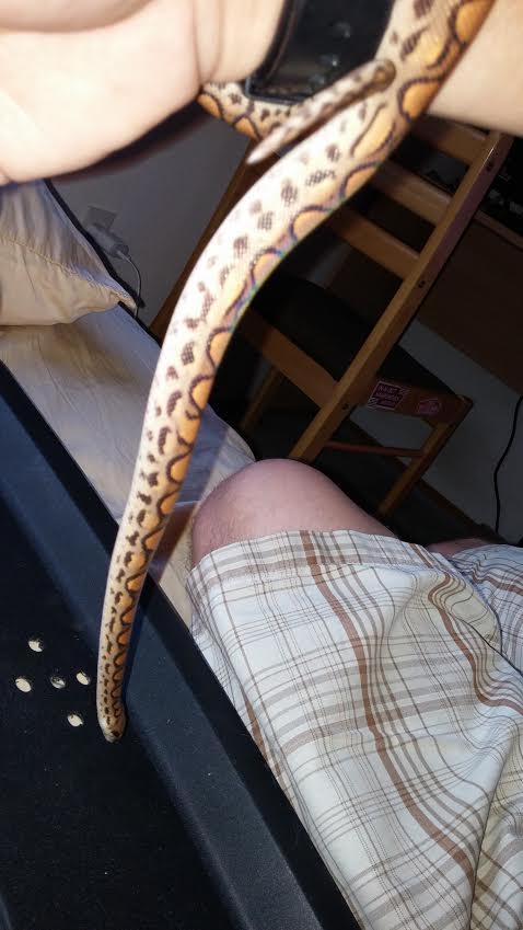 Chita
