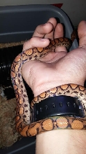Chita