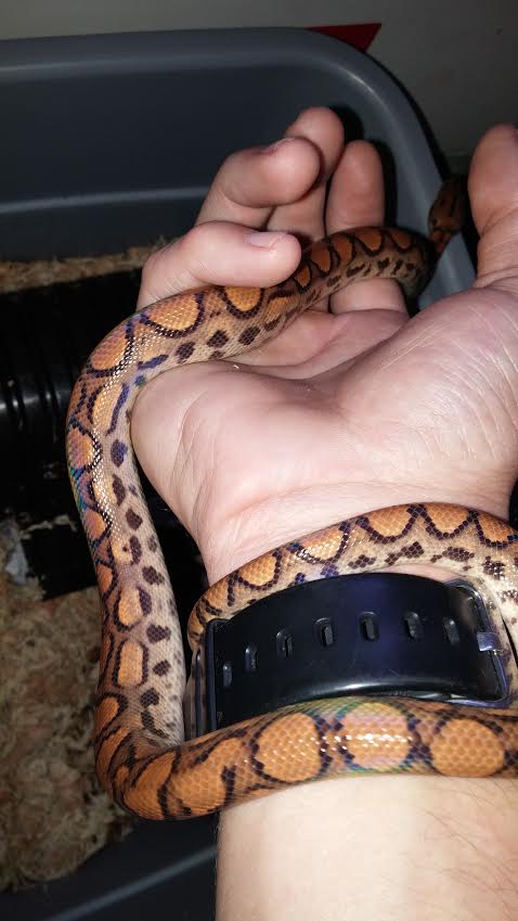 Chita