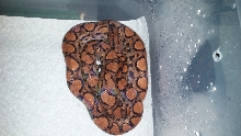 chita coil