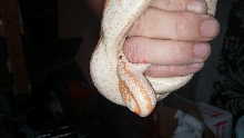 bite