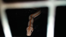head close up, Whitewater