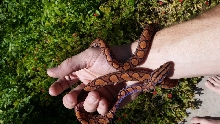 "Babe" after shed glow