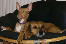 Buddies