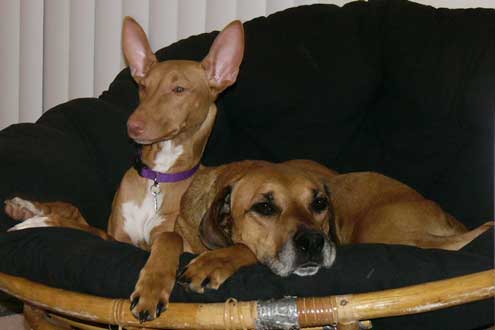 Buddies