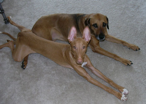 Kahla frog dog