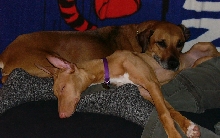 puppy pile