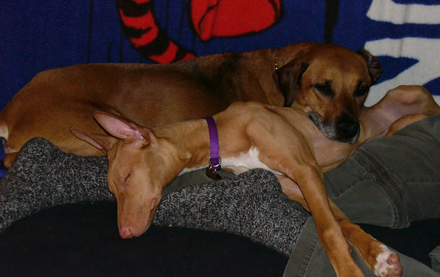 puppy pile