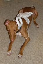 Kahla angel