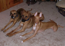 Kidlets