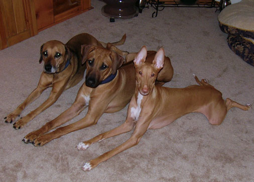 Kidlets