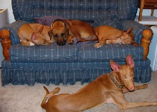 Visitors, dog couch